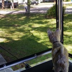 Big Tree RV Park