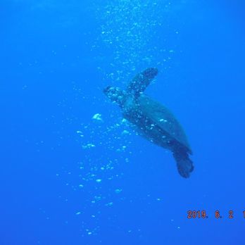 Island Divers - Scuba Diving Near Me - Honolulu, Hawaii Island Divers - Scuba Diving Near Me - Honolulu, Hawaii
