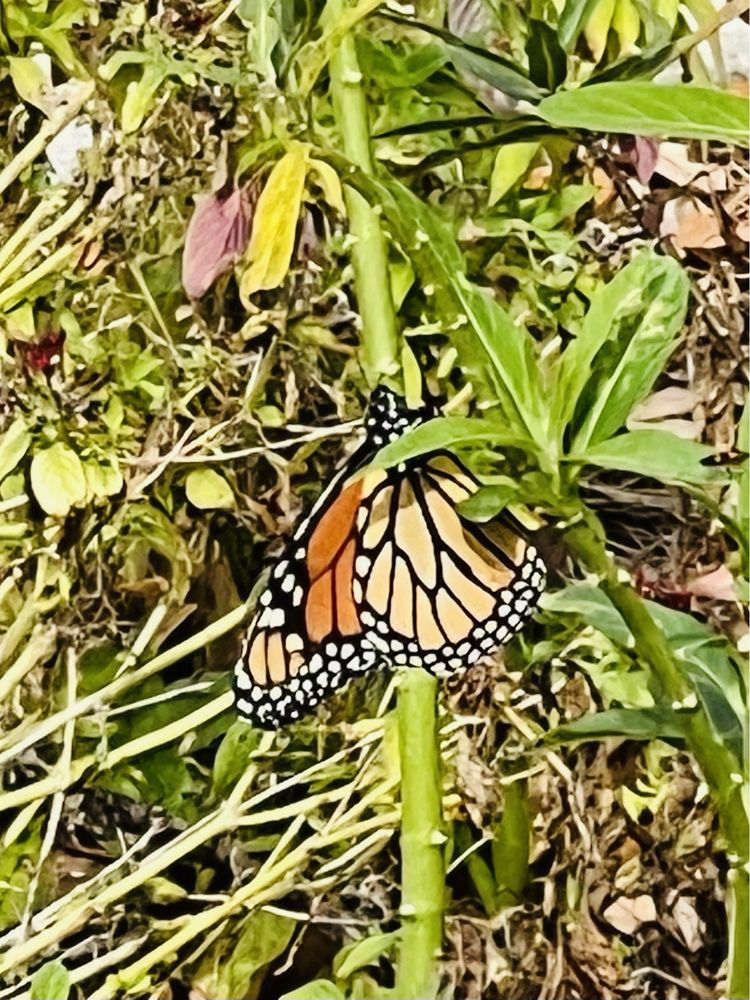 Auburndale Rotary Butterfly Park Image