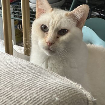 Naperville's Best Cat Sitting - Pet Sitting Near Me - Naperville, Illinois