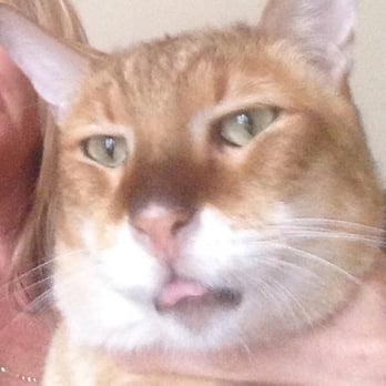 Mimicry Exotic Cats - Pet Services Near Me - Willows, California