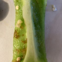 Worm eggs.