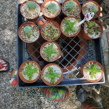 The Painted Garden - Even more succulents - Home & Garden Near Me - Temecula, California