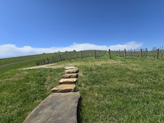 Lost Mountain Vineyards by null
