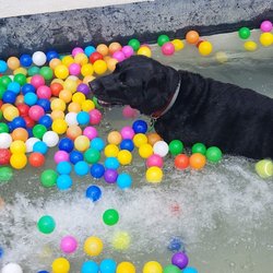 DogWorld - Is this Hebbin? No it's the bottom of the water slide