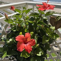 Lisena Garden Center
