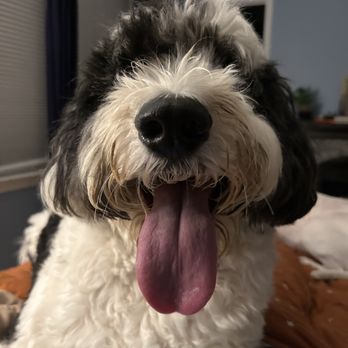 Lazy Days Dog Boarding - Pet Sitting Near Me - Cary, North Carolina Lazy Days Dog Boarding - Pet Sitting Near Me - Cary, North Carolina
