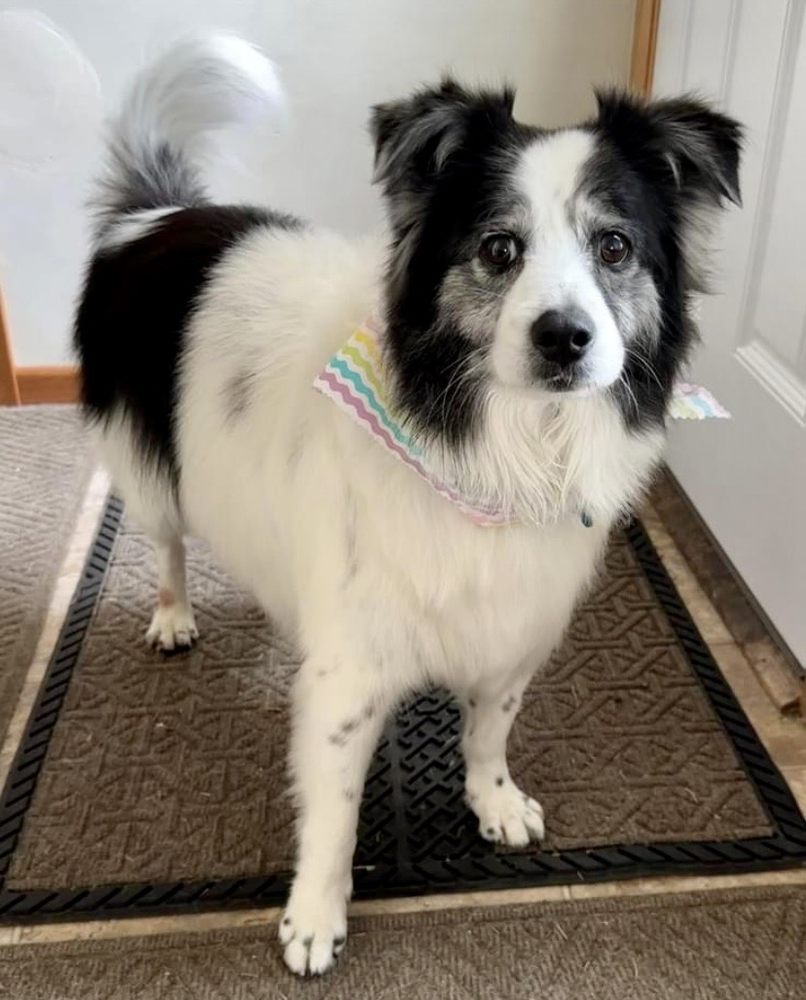 PET ATTITUDES 11 Reviews 16273 Ipava Ave, Lakeville, Minnesota