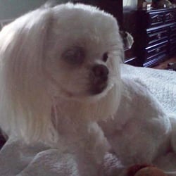 Pretty Paws Pet Grooming