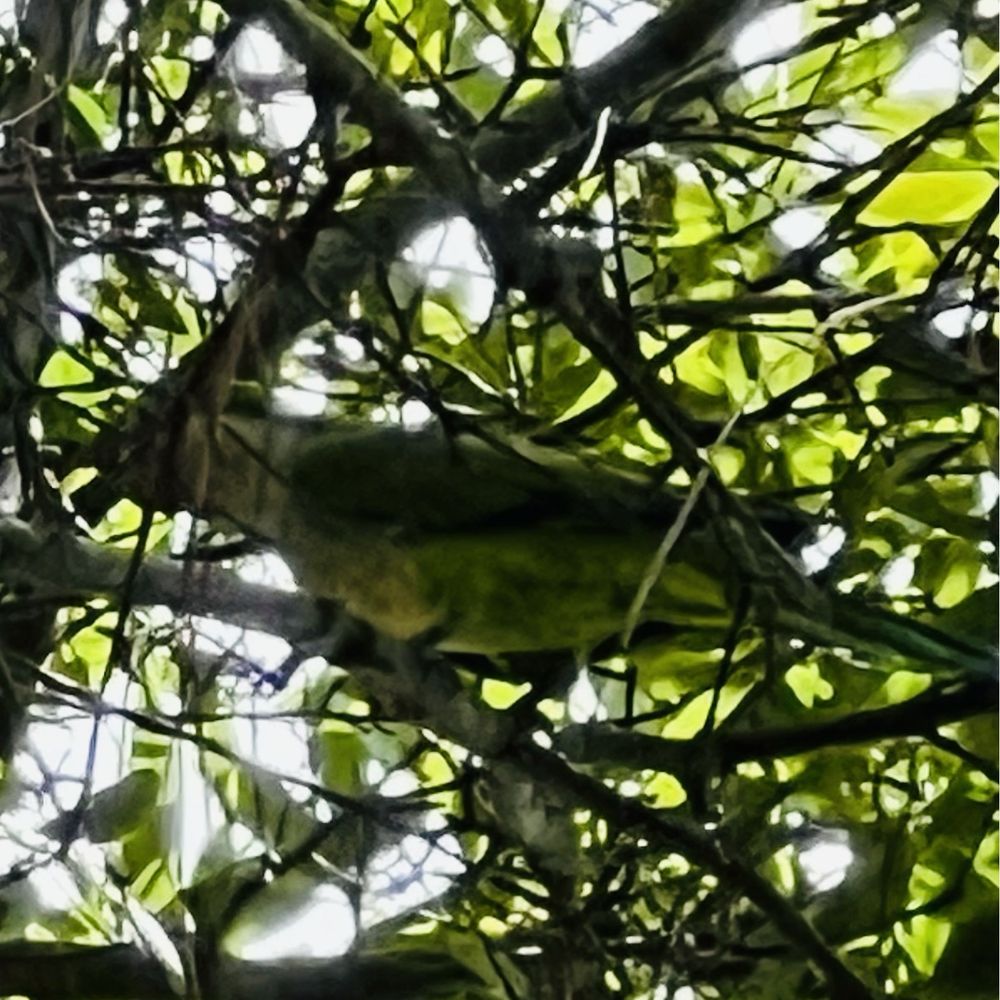 Sal Oliveri Veterans Park - Monk parakeet. - Parks Near Me - Hollywood, Florida