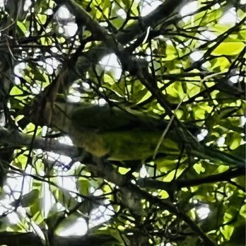 Sal Oliveri Veterans Park - Monk parakeet. - Parks Near Me - Hollywood, Florida
