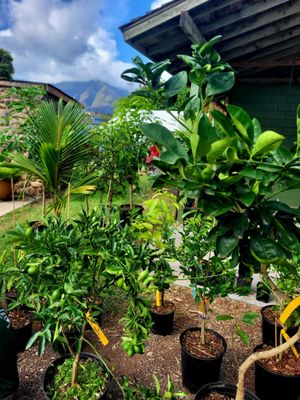Maui Nui Botanical Gardens