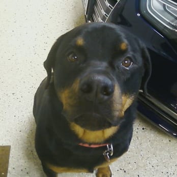 Favorite Friends Petsitters - Bella, the sweetest Rottweiler ever! - Pet Sitting Near Me - Laguna Niguel, California Favorite Friends Petsitters - Bella, the sweetest Rottweiler ever! - Pet Sitting Near Me - Laguna Niguel, California