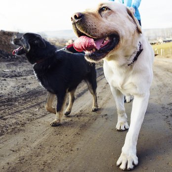 Four Paws Pet Care - Dog Walkers Near Me Four Paws Pet Care - Dog Walkers Near Me