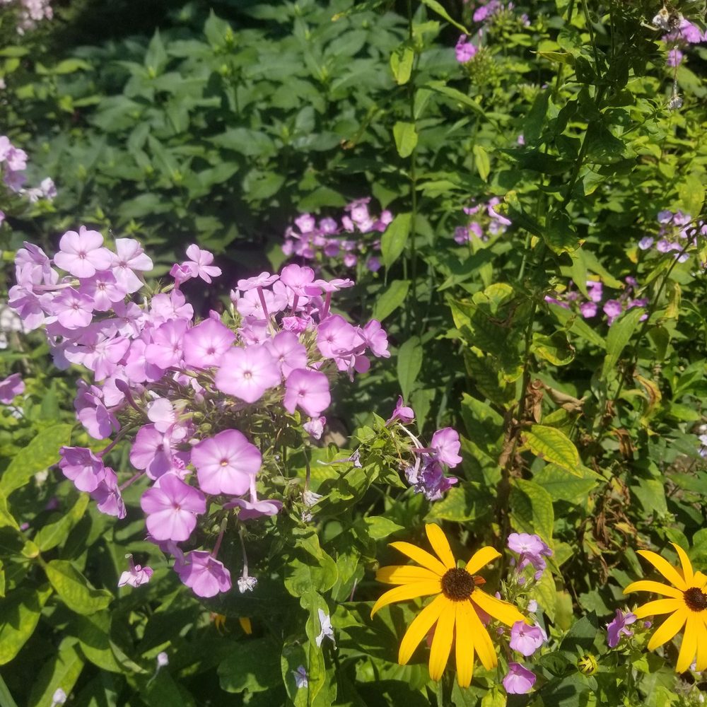 Deepcut Perennial Nursery - Nurseries & Gardening Near Me - Woodstock, Illinois