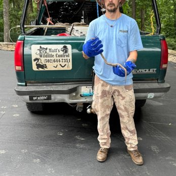 Matts Wildlife Control - A copperhead removed in Warren county ky - Wildlife Control Near Me - Pewee valley, Kentucky Matts Wildlife Control - A copperhead removed in Warren county ky - Wildlife Control Near Me - Pewee valley, Kentucky