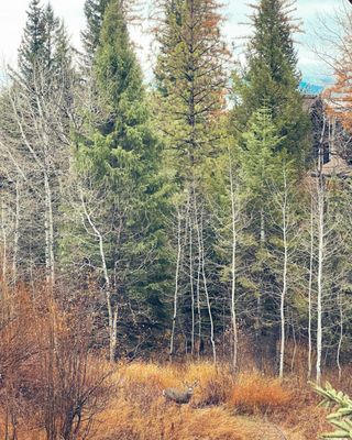 Tamarack Resort by null