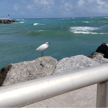 Dubois Park - Pier, some beautiful wildlife. - Parks Near Me - Jupiter, Florida Dubois Park - Pier, some beautiful wildlife. - Parks Near Me - Jupiter, Florida
