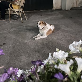 Trattoria Albana - Sweet Charlie dog! - Wine Bars Near Me - Mazzolla, PI Trattoria Albana - Sweet Charlie dog! - Wine Bars Near Me - Mazzolla, PI