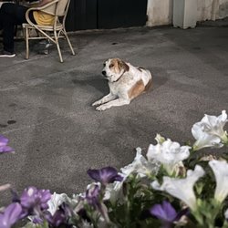 Trattoria Albana - Sweet Charlie dog!