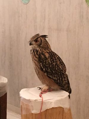 Owl Cafe Tokyo by null