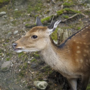 Tierpark Goldau - Zoos Near Me - Goldau, SZ Tierpark Goldau - Zoos Near Me - Goldau, SZ