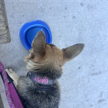 Buffalo Run - Staff had brought me a water bowl for my girl - Sports Bars Near Me - Spring, Texas
