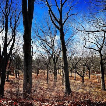 Arnold Arboretum - So many trees! I bet it's magnificent in spring and fall! - Parks Near Me - Boston, Massachusetts Arnold Arboretum - So many trees! I bet it's magnificent in spring and fall! - Parks Near Me - Boston, Massachusetts