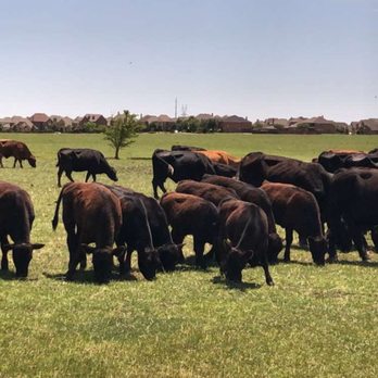 Oak Point Park and Nature Preserve - North end of the trail runs along a cattle farm. - Parks Near Me - Plano, Texas Oak Point Park and Nature Preserve - North end of the trail runs along a cattle farm. - Parks Near Me - Plano, Texas