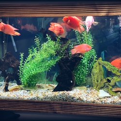 Wells Chiropractic - We have a fish tank that all of our patients love!