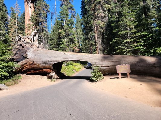 Sequoia National Park's Tunnel Log by null