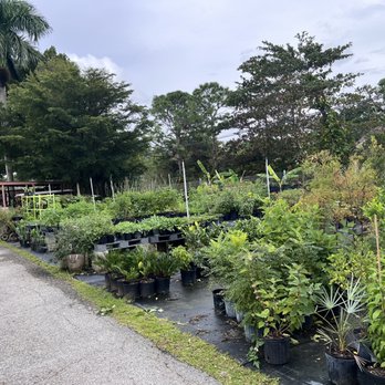 Incredible Edible Landscapes - a large variety of plants - Nurseries & Gardening Near Me - Loxahatchee, Florida