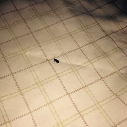 This is what you find on a "clean" bed... Yes that is a fucking cockroach.