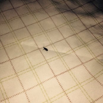 Americas Best Value Inn Bishop - This is what you find on a "clean" bed... Yes that is a fucking cockroach. - Hotels Near Me - Bishop, California