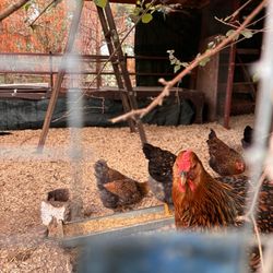 Valmonte Farm & Garden - Chickens