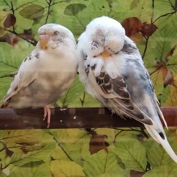 PetSmart - Pet Stores Near Me - Surprise, Arizona