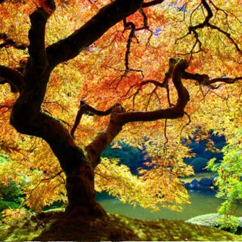 Neil Tomlin Professional Tree & Groundwork Services - Gardeners Near Me - Louth, LIN Neil Tomlin Professional Tree & Groundwork Services - Gardeners Near Me - Louth, LIN