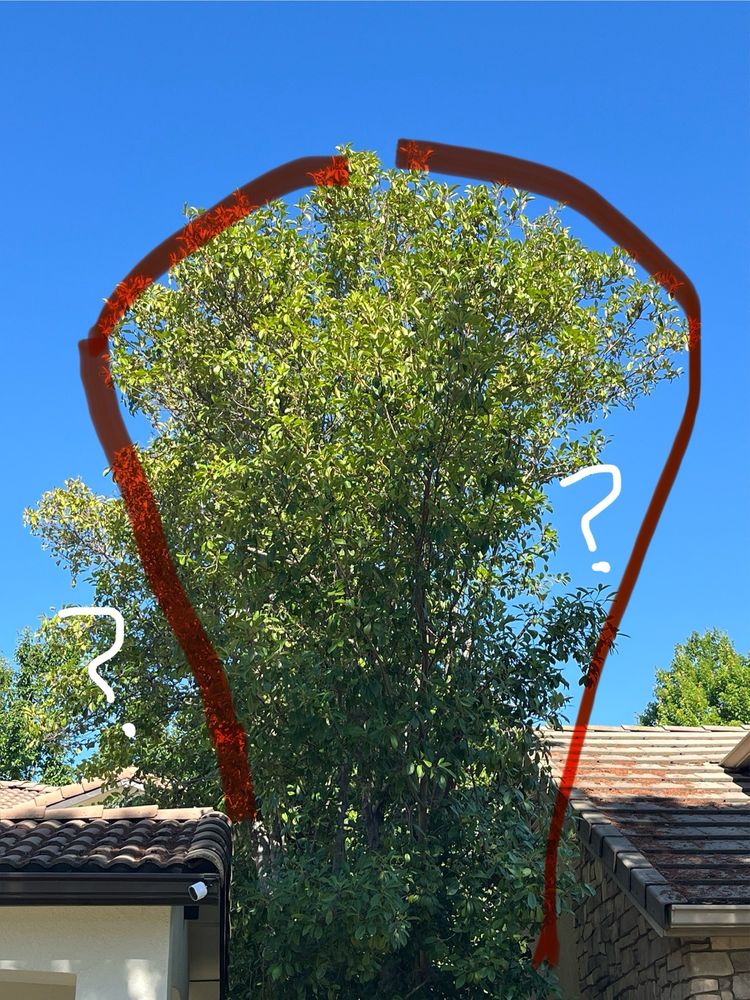 Titan Tree Service - tree service in Sacramento, CA