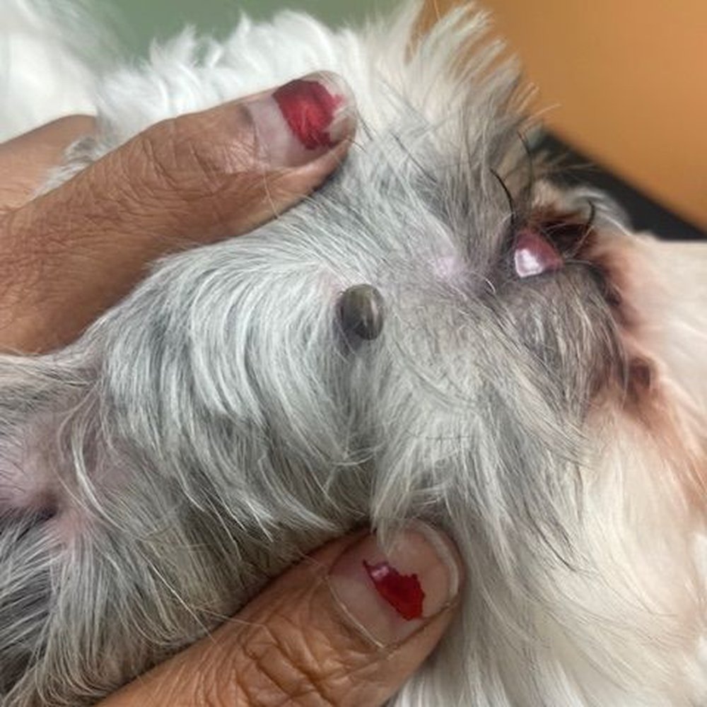 American K9 Country - Tick at vet - Pet Sitting Near Me - Amherst, New Hampshire