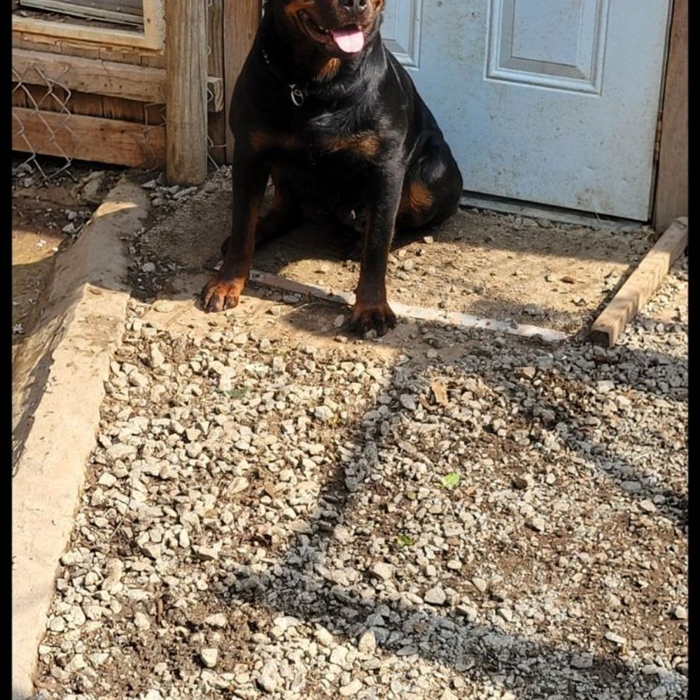 MDM German Rottweiler Kennel - Pet Breeders Near Me MDM German Rottweiler Kennel - Pet Breeders Near Me