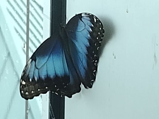 Audubon Insectarium by null