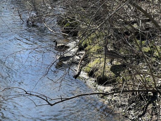 Matthaei Botanical Gardens by null