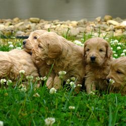 Morning Glory Doodles - Goldendoodle Puppies