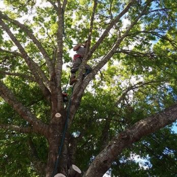 A&D Professional Service - Tree Services Near Me A&D Professional Service - Tree Services Near Me