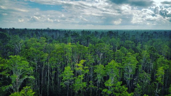 Okefenokee Swamp Park by null