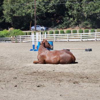 Apple Creek Farms - front arena - Horseback Riding Near Me - Castro Valley, California Apple Creek Farms - front arena - Horseback Riding Near Me - Castro Valley, California