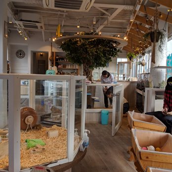 動物と遊べるテラスharry 原宿テラス店 76 Photos Themed Cafes 神宮前4 26 5 渋谷区 東京都 Japan Restaurant Reviews Phone Number Yelp