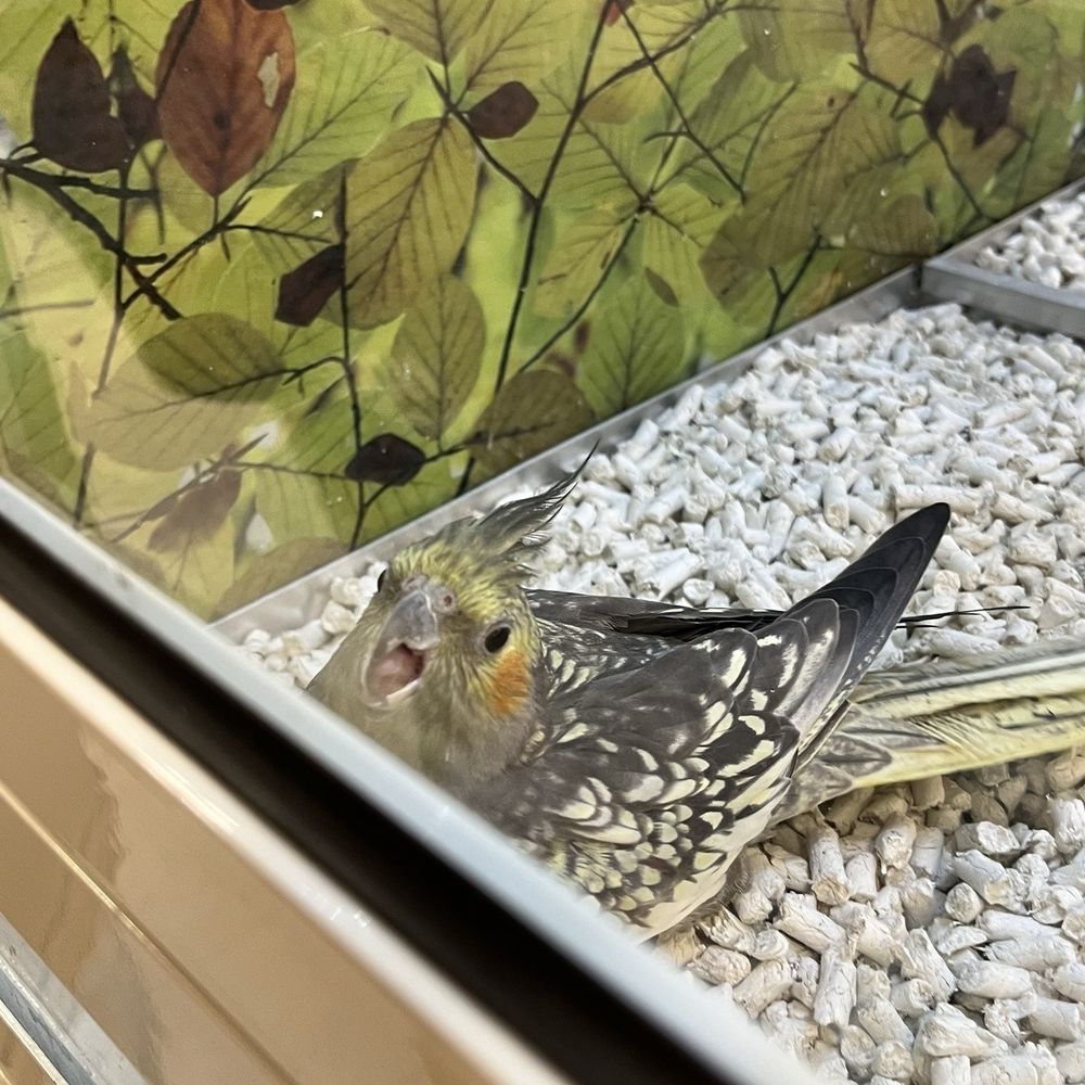 PetSmart - Aggressive hormonal female - Pet Training Near Me - San Bernardino, California PetSmart - Aggressive hormonal female - Pet Training Near Me - San Bernardino, California
