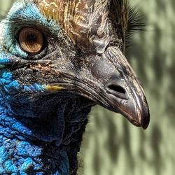 Featherdale Wildlife Park - Cassowary