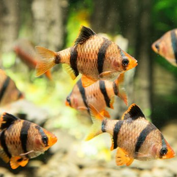 Custom Aquarium Services - Aquarium Services Near Me - Grayslake, Illinois